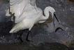 Kk ak balkl / Egretta garzetta / Little egret